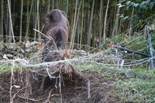 海苔網に引っかかった鹿