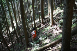 駆除マチ画像