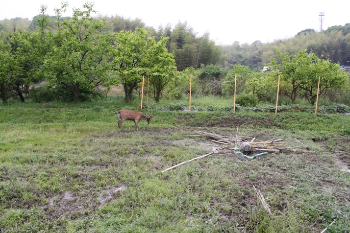 太市、のりあみ