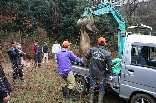 イノシシ捕獲